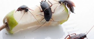 Как избавиться от тараканов навсегда, самый эффективный способ