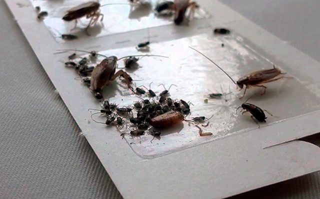 Как избавиться от тараканов навсегда, самый эффективный способ