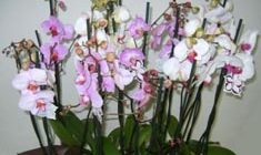 Как размножить орхидею фаленопсис в домашних условиях, видео